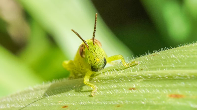 仮面ライダーをイメージさせるバッタの写真